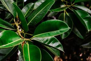 una foto de cerca de una gran hoja verde fresca de ficus elastica