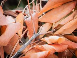 foto de cerca de varias hojas amarillas secas en una rama