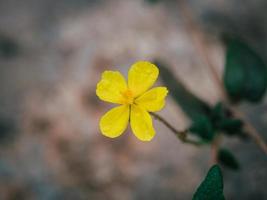 Close up photo of a small bright yellow flower on a blurred background