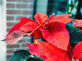 Euphorbia pulcherrima red leaves close up photo