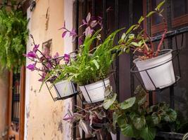 diferentes plantas que florecen en macetas colgadas en una celosía de ventana foto