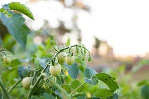 Fresh tomatoes from the tree vegetable garden photo