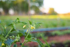 Blooming tomato plants ready to produce photo