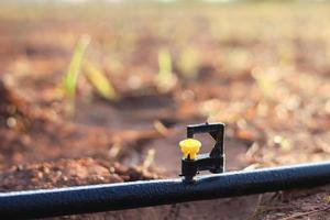 Mini sprinkler heads in the garden reduce drought. photo