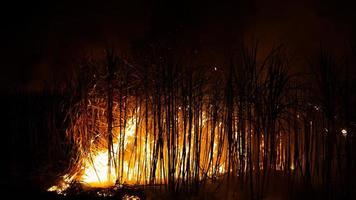 Sugar cane is burned to remove the outer leaves around the stalks before harvesting photo