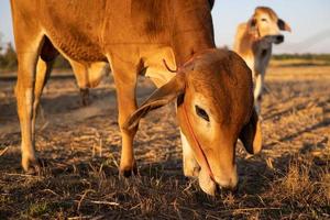 Thai cow in field which traditional cow in urban, Cow in field on sunset photo