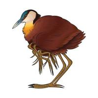 pájaro jacana vectorial, este pájaro es idéntico con muchas patas vector