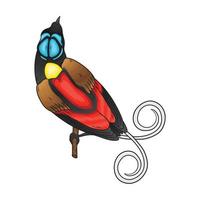 wilson bird of paradise vector, this bird is already rare, this bird has a beautiful coat color vector