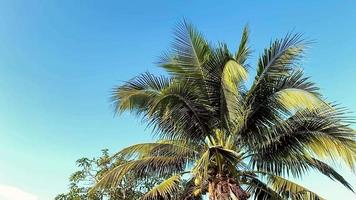 Tree coconut, slow motion video