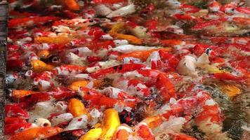 mouvement de nombreux poissons koi japonais natation asie thaïlande video
