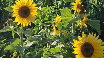 bloeiend geel zonnebloemen in een groen veld. groeit zonnebloemen. landbouw. video