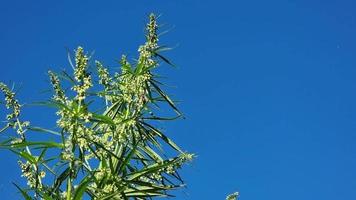 Cannabisblüte vor blauem Himmel. Eine Biene bestäubt Hanfblüten.