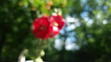 Blurred summer background of red flowers and green foliage with bokeh. Backdrop video