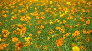 hermoso campo de flores de cosmos amarillo. video