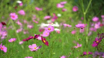 skön kosmos blomma fält. video