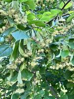 Flowering linden tree photo