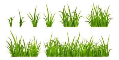 hierba verde, plantas de malezas realistas para césped vector