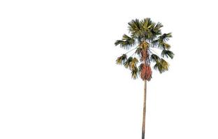 Isolated sugar palm tree with clipping paths on white background photo