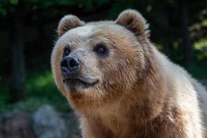 Kamchatka bear in the grass, Ursus arctos beringianus photo