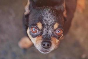 retrato tricolor de chihuahua de raza canina. animal, mascota. un perro adulto mira al marco. foto
