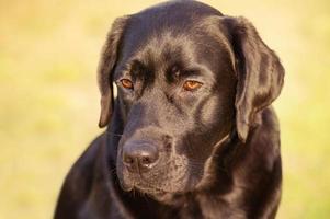Portrait of a Labrador retriever on the background of nature. Animal, pet. photo
