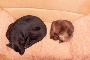 The Neva masquerade cat and the Labrador retriever dog are sleeping on the sofa. Dog and cat resting photo