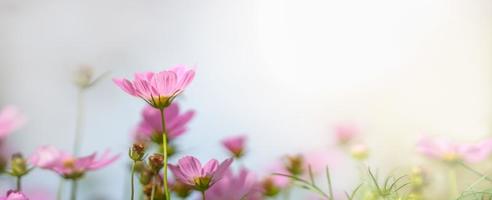 Closeup of pink Cosmos flower under sunlight with copy space using as background natural plants landscape, ecology wallpaper cover page concept. photo