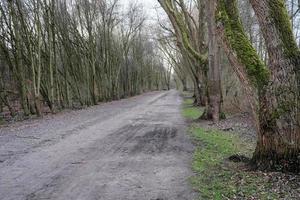 camino en el bosque foto