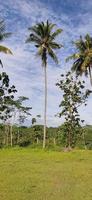 View of tall coconut trees on the edge of the field, under a blue sky with pure white clouds photo