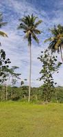 View of tall coconut trees on the edge of the field, under a blue sky with pure white clouds photo