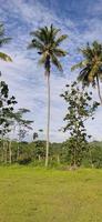 View of tall coconut trees on the edge of the field, under a blue sky with pure white clouds photo