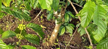 Green Robusta and Arabica coffee cherries in the garden. Coffee plants with coffee cherries that grow thickly photo