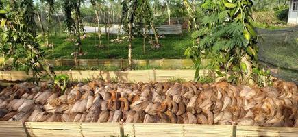 Pile of brown coconut coir, coconut coir for planting media. Piles of coir fiber or coir, a commercially important natural fiber extracted from the outer shell of the coconut fruit photo