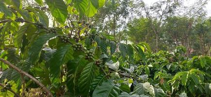 Green Robusta and Arabica coffee cherries in the garden. Coffee plants with coffee cherries that grow thickly photo