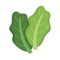 fresh lettuce vegetable vector