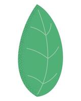 leaf plant foliage vector