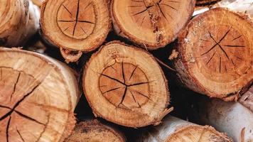 el fondo de la madera cortada revela el patrón y los detalles o la textura de la madera en el centro. fondo de corte de madera foto