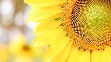 A Close-up of sunflowers blooming beautifully against the golden light in the morning. Blooming sunflowers in summer photo