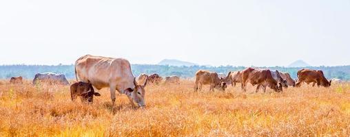 un rebaño de vacas marrones indígenas comiendo heno en un prado rural. rebaño de vacas pastan en pastizales en paisajes montañosos y prados en días despejados. foto