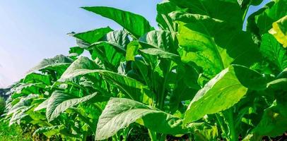 primer plano de los cultivos de hojas grandes de tabaco que crecen en el campo de las plantaciones de tabaco. fondo de hoja verde de tabaco tropical foto