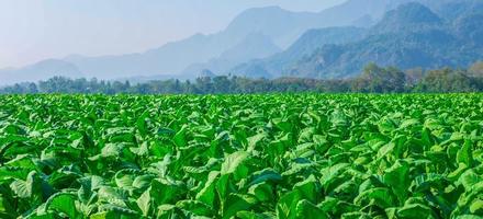 primer plano de los cultivos de hojas grandes de tabaco que crecen en el campo de las plantaciones de tabaco. fondo de hoja verde de tabaco tropical foto