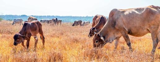 A herd of indigenous brown cows eating hay in a rural meadow.Herd of cows graze in grasslands in hilly landscapes and meadows on clear days.