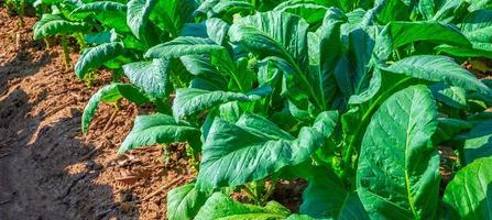 primer plano de los cultivos de hojas grandes de tabaco que crecen en el campo de las plantaciones de tabaco. fondo de hoja verde de tabaco tropical foto