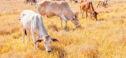un rebaño de vacas marrones indígenas comiendo heno en un prado rural. rebaño de vacas pastan en pastizales en paisajes montañosos y prados en días despejados. foto