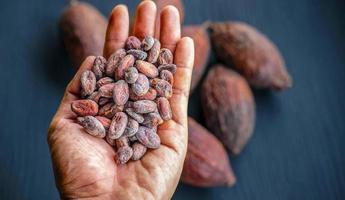 cacao beans drying in the hands of farmers photo