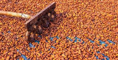 Agriculture of cocoa brown organic cocoa beans sun-drying on a cocoa farm. Process for chocolate production Organic cocoa beans sun drying on a farm photo