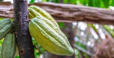 vainas de cacao verde crudo que crecen cerca de la madurez en los árboles de cacao foto