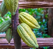 vainas de cacao verde crudo que crecen cerca de la madurez en los árboles de cacao foto