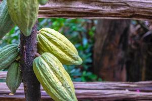 vainas de cacao verde crudo que crecen cerca de la madurez en los árboles de cacao foto