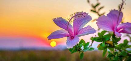 hermosa flor de hibisco rosa contra la luz dorada de la puesta de sol y el fondo natural del campo de flores de hibisco rosado suave y borroso foto